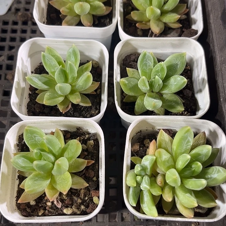 水晶蟹抓带盆土发