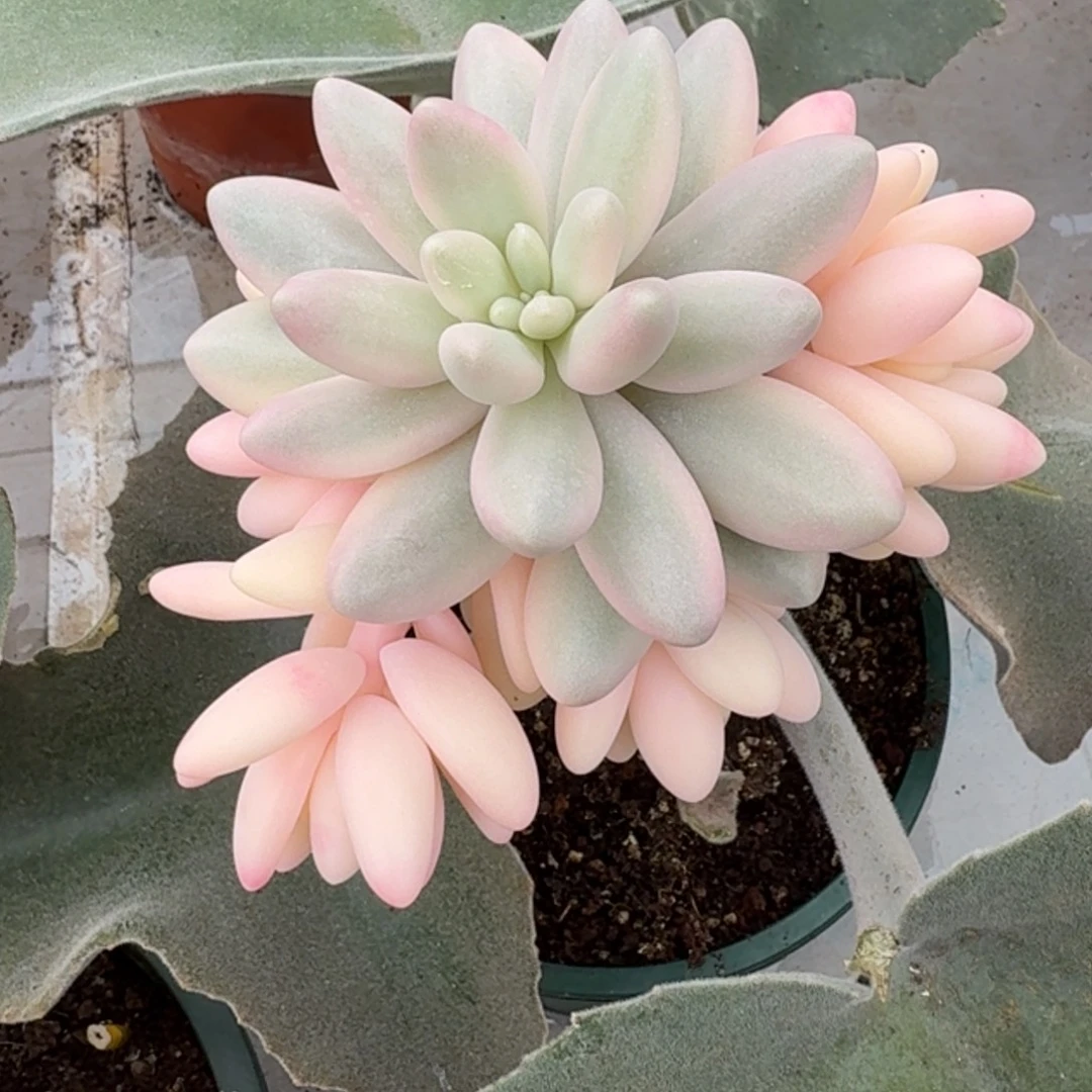 一***^苏樱美人 安吉园艺