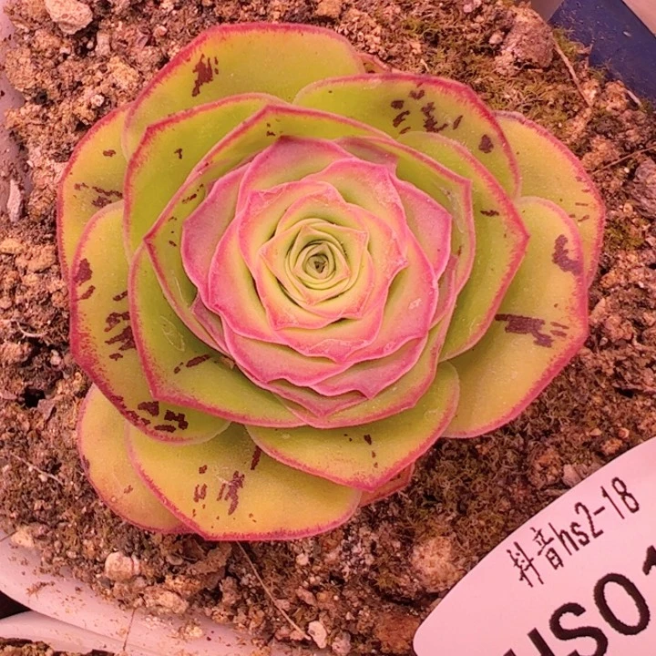 花生 绝色一号 017