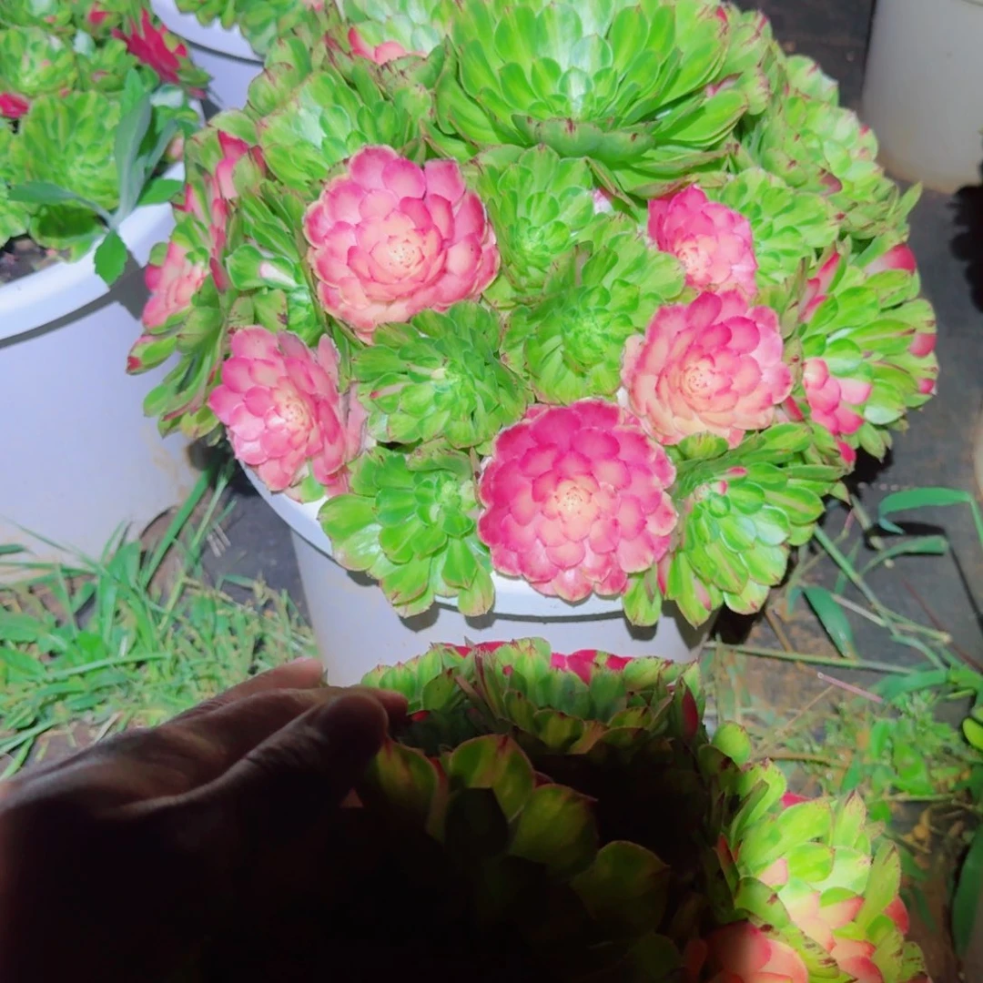 无花朵nxdnnddbdbbddbbdbdbdbd