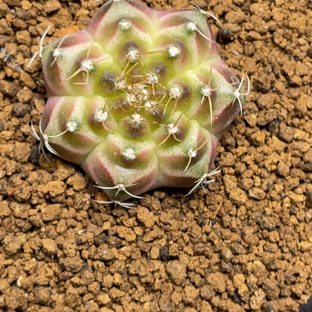 当前无花朵，栽培后可花朵梦想轮回