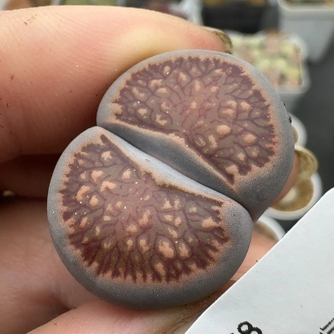 178多肉哈哈哈哈哈哈哈