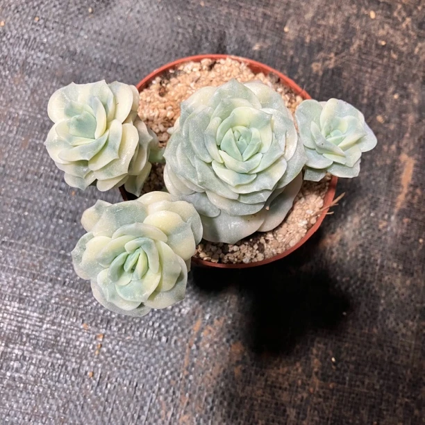 可爱玫瑰锦多肉植物