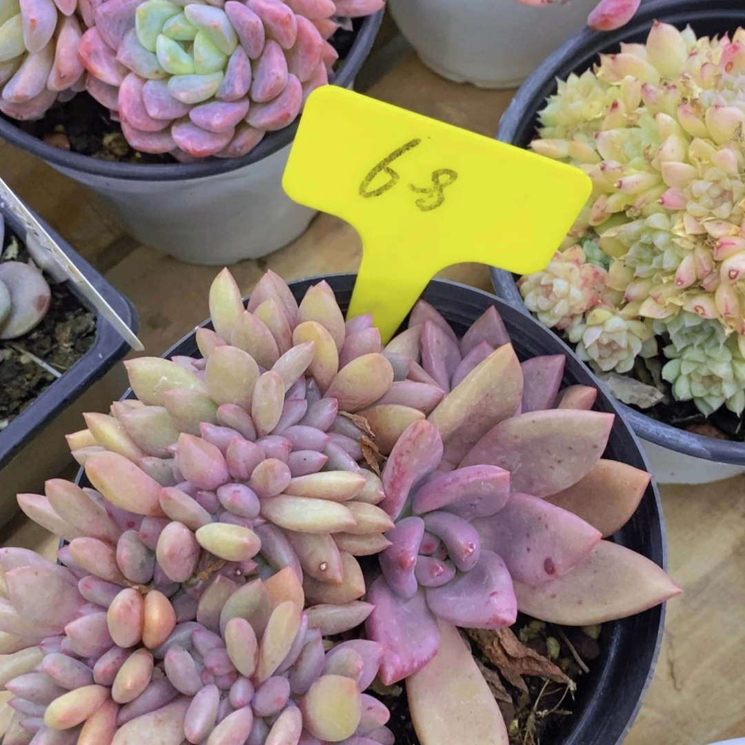 清货专场，满5宋1了