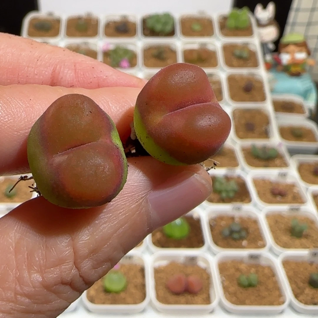 胖***墩肉锥多肉植物组合-980水蜜桃