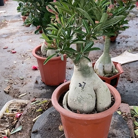 【闪购商品】无花朵回**笑