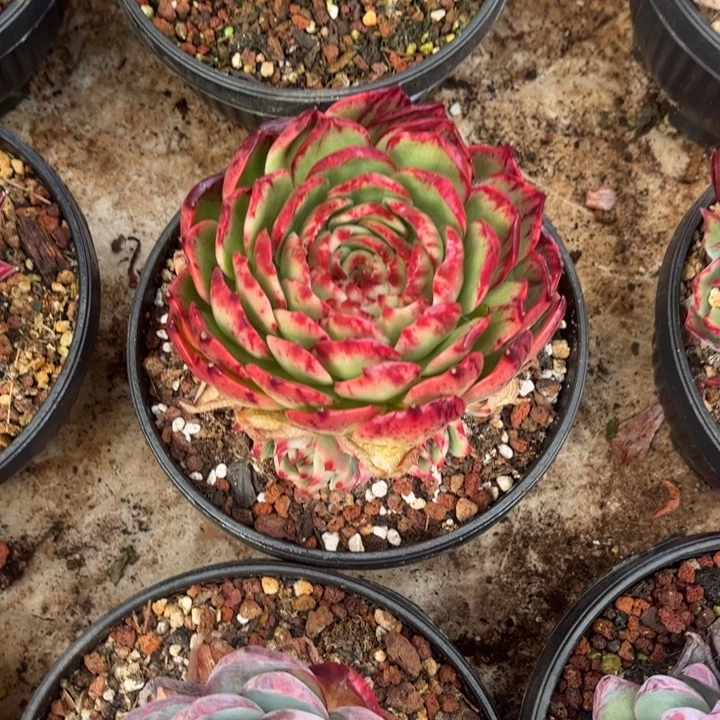 小***乔惊鸿仙子多肉植物5807