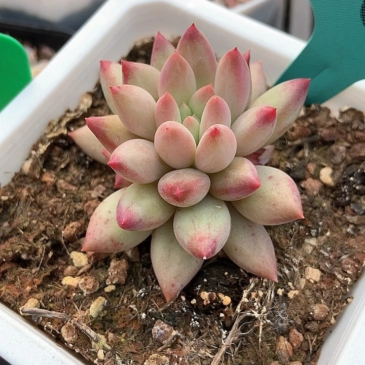 多肉植物虞美人506