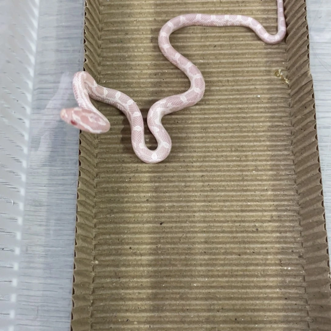 白色蚕宝宝玉米雪白
