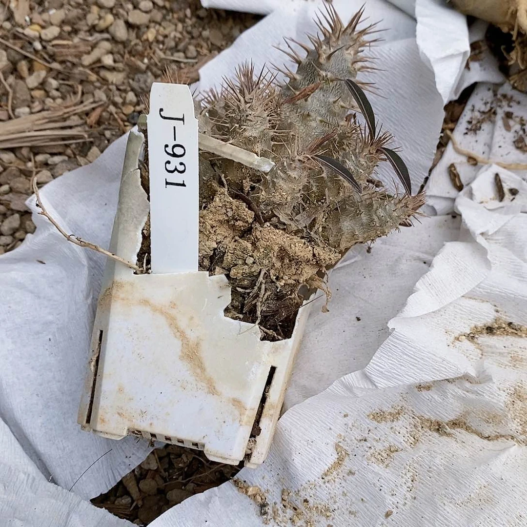 连坐棒槌 多肉 J-931