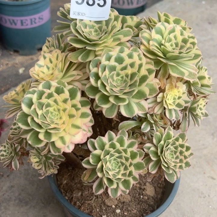 985碧玉22厘米左右