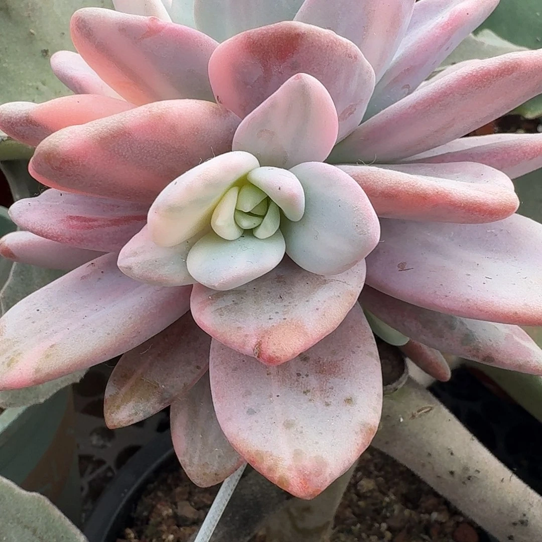 *****拉丝粉兔侧芽一物一拍