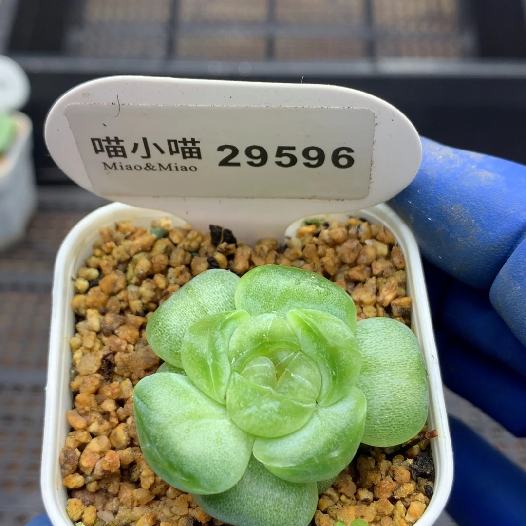多肉植物杂交珍妮