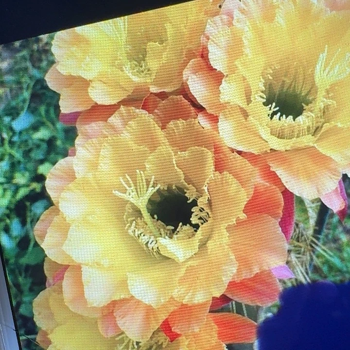 584 侧芽5公分左右毛花柱(20包邮)