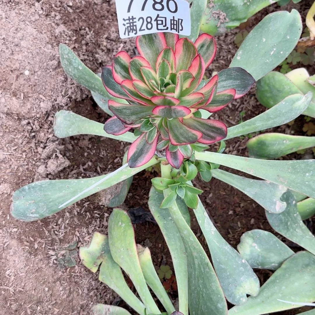 B. 7780玫瑰锦多肉