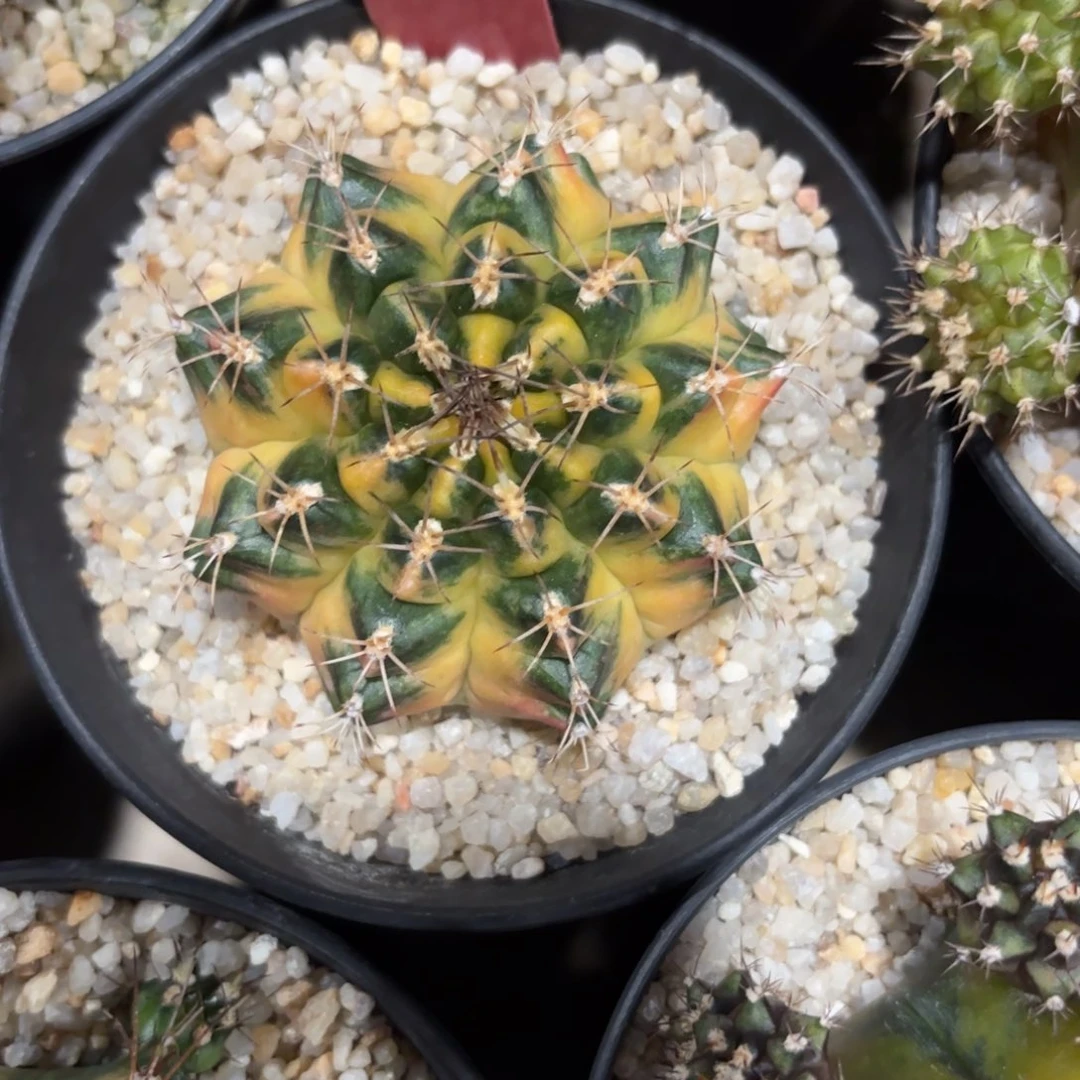 163-1227泰国发货多肉