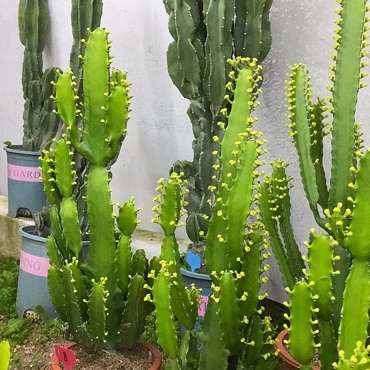 三角大戟一物一拍