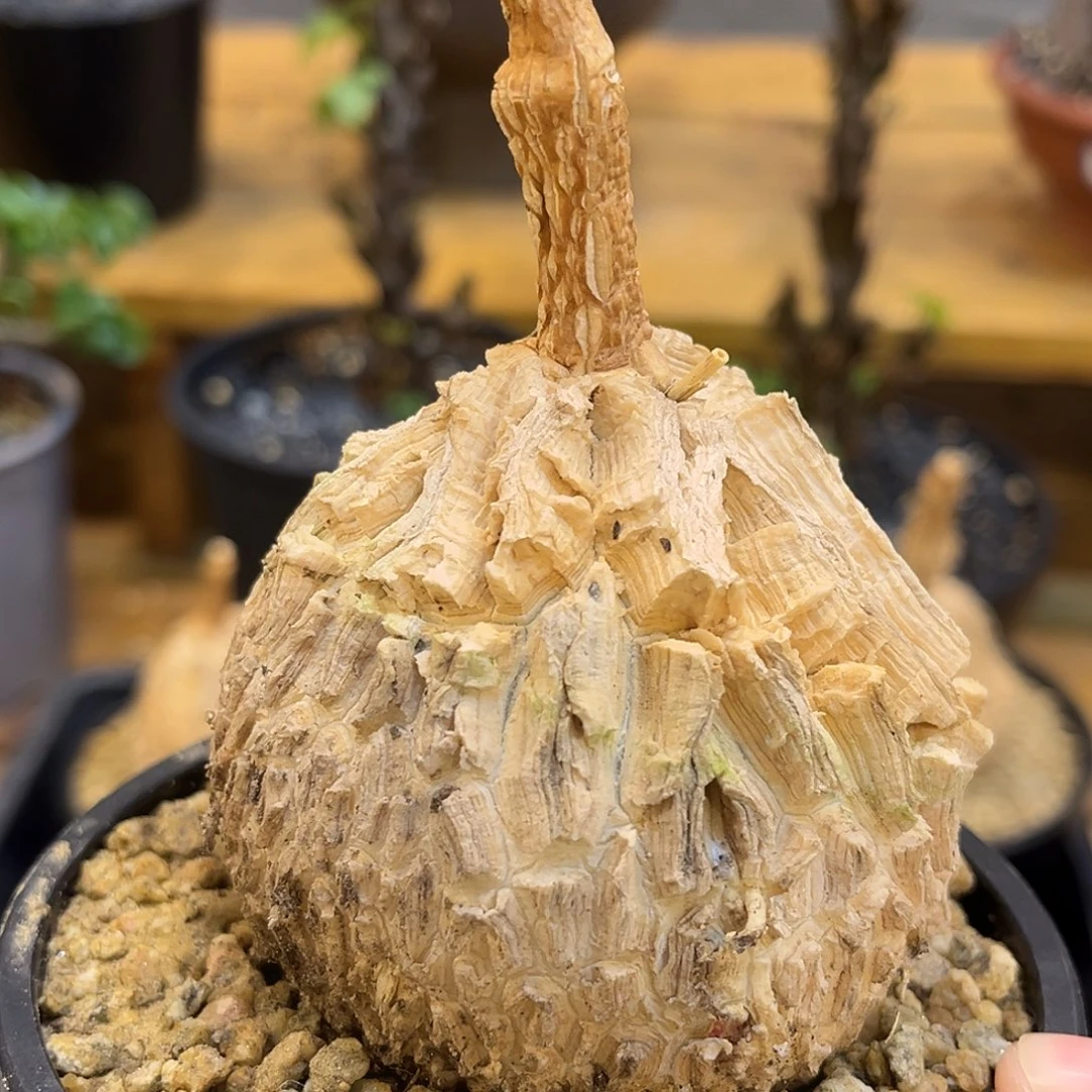 潮流植物 龟甲罗魔 圆球五折