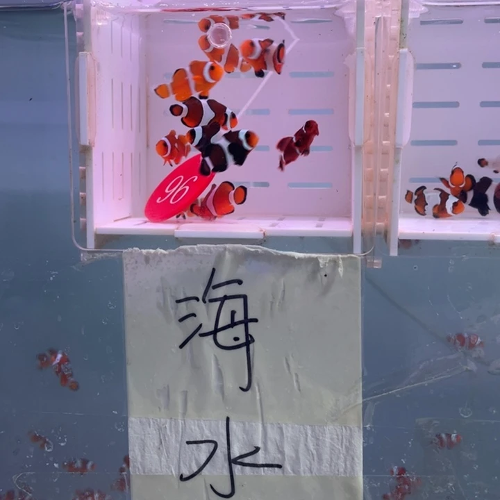 海水鱼瑕疵混搭10条2-3