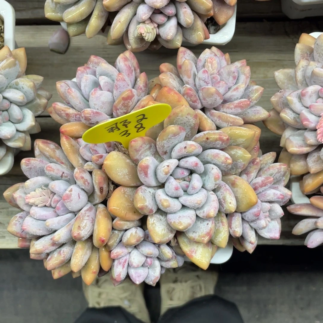 那**样奶酪体香水群生38多肉