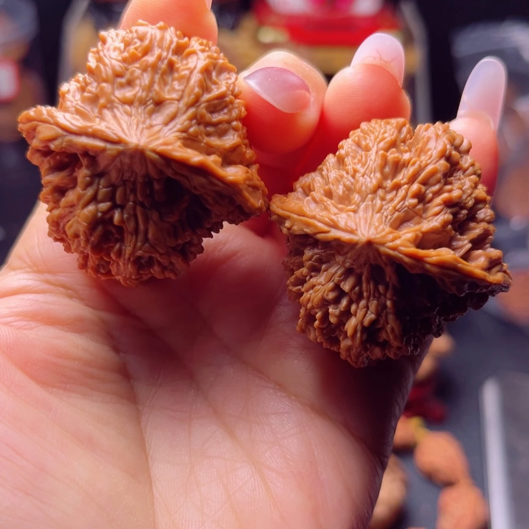 木质类巨重大肚球星