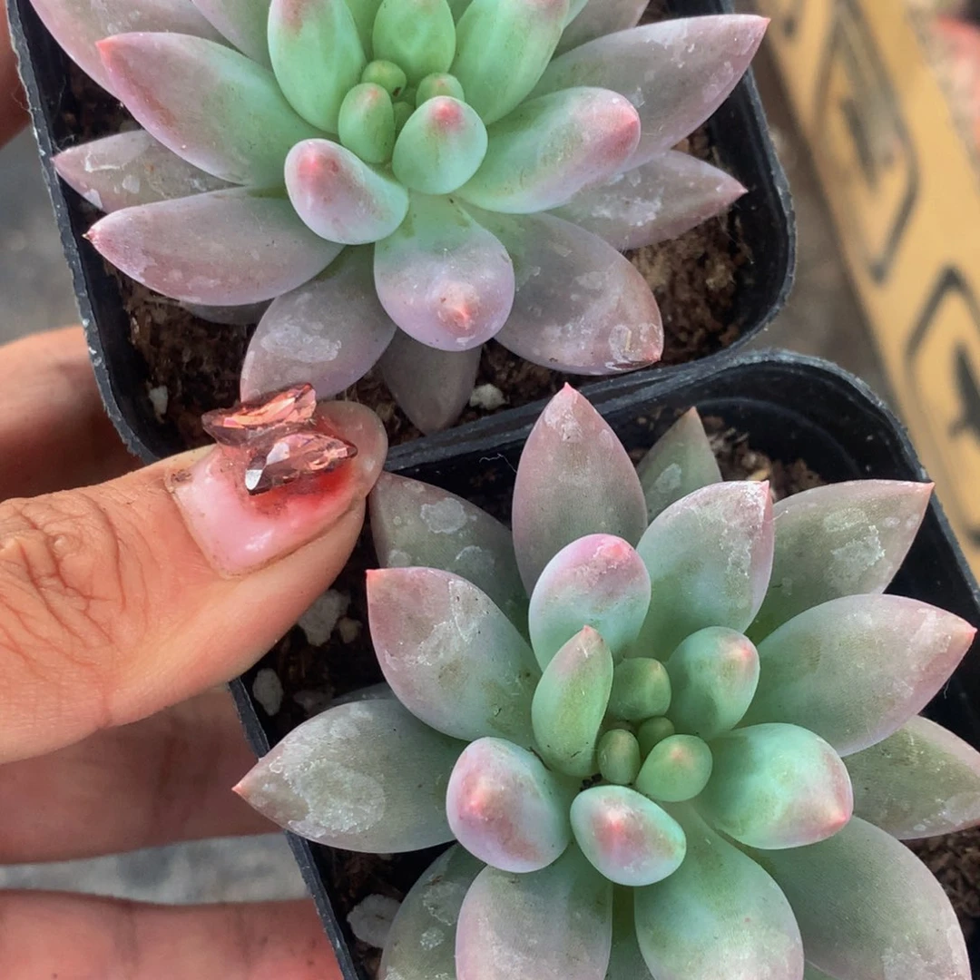 车厘子。（满9.99包邮不满9.99发叶子）