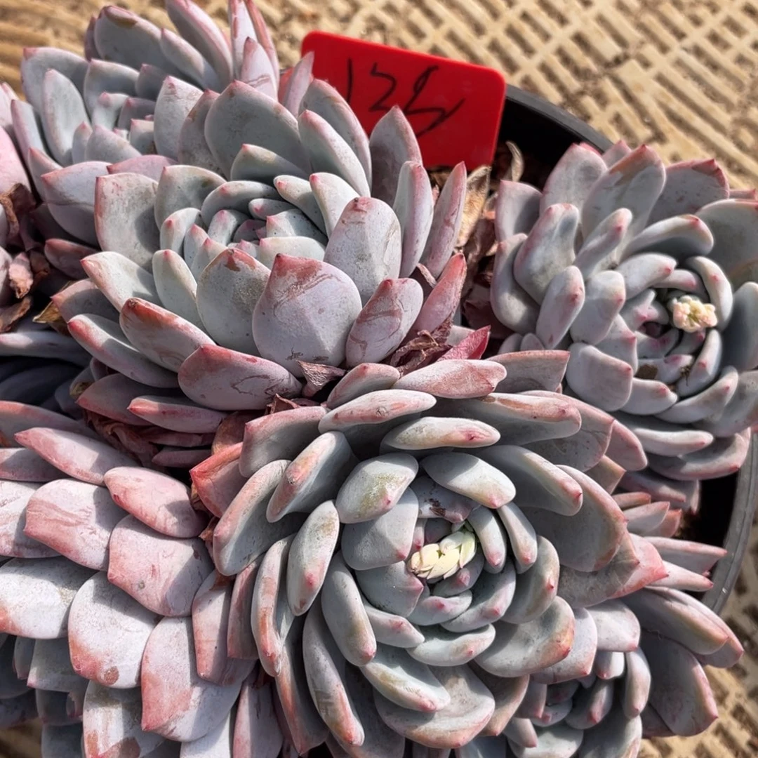 ****星影多头群生136号