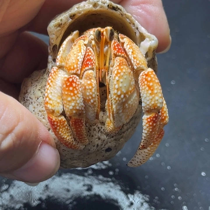 闪6号毛球2.6口径