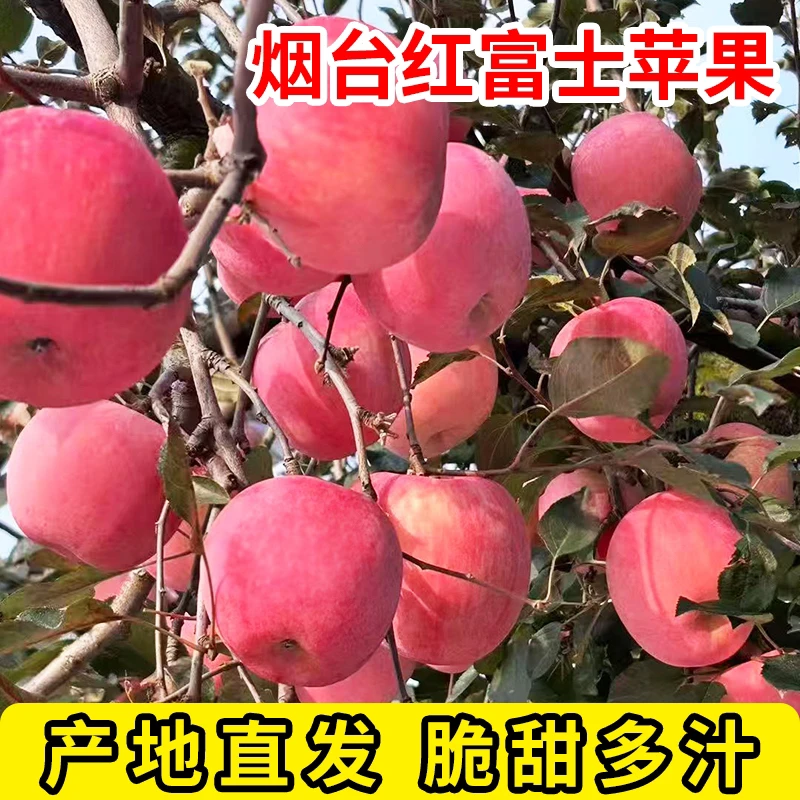正宗烟台红富士苹果脆甜多汁新鲜应季水果平果整箱包邮