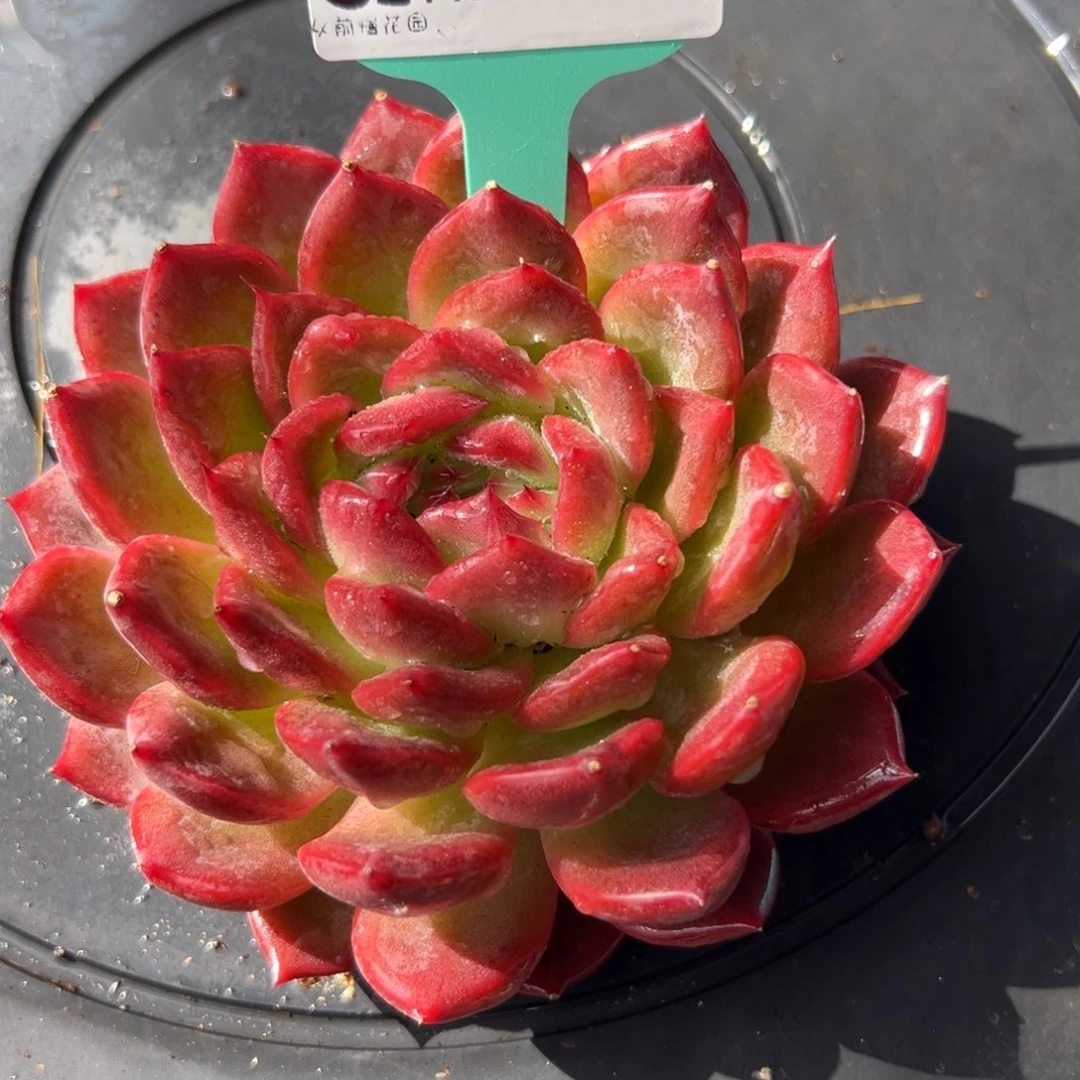 从前慢花园多肉编号1124-214