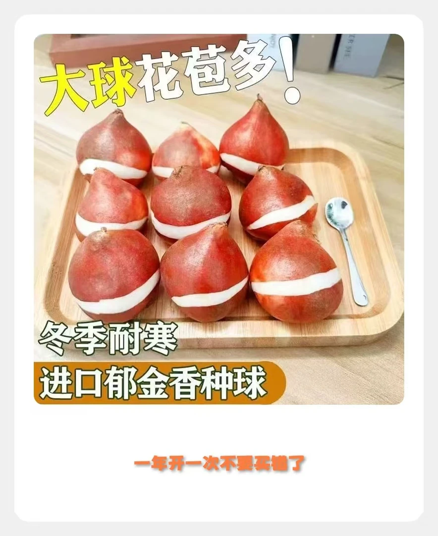 *花花家B对版*郁金香种球水培土培耐寒耐旱四季种植易活盆栽花卉