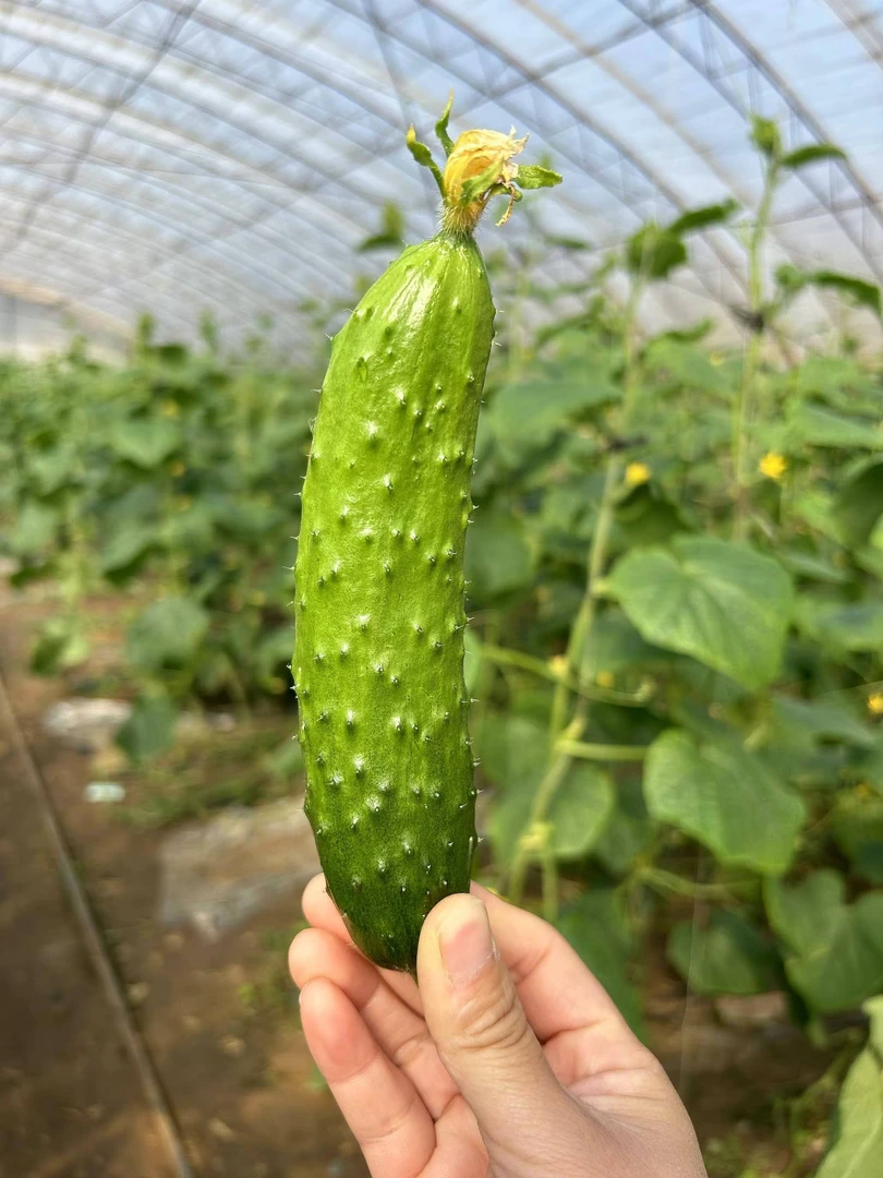 东北旱黄瓜 自家种植 现采现摘 产地包邮