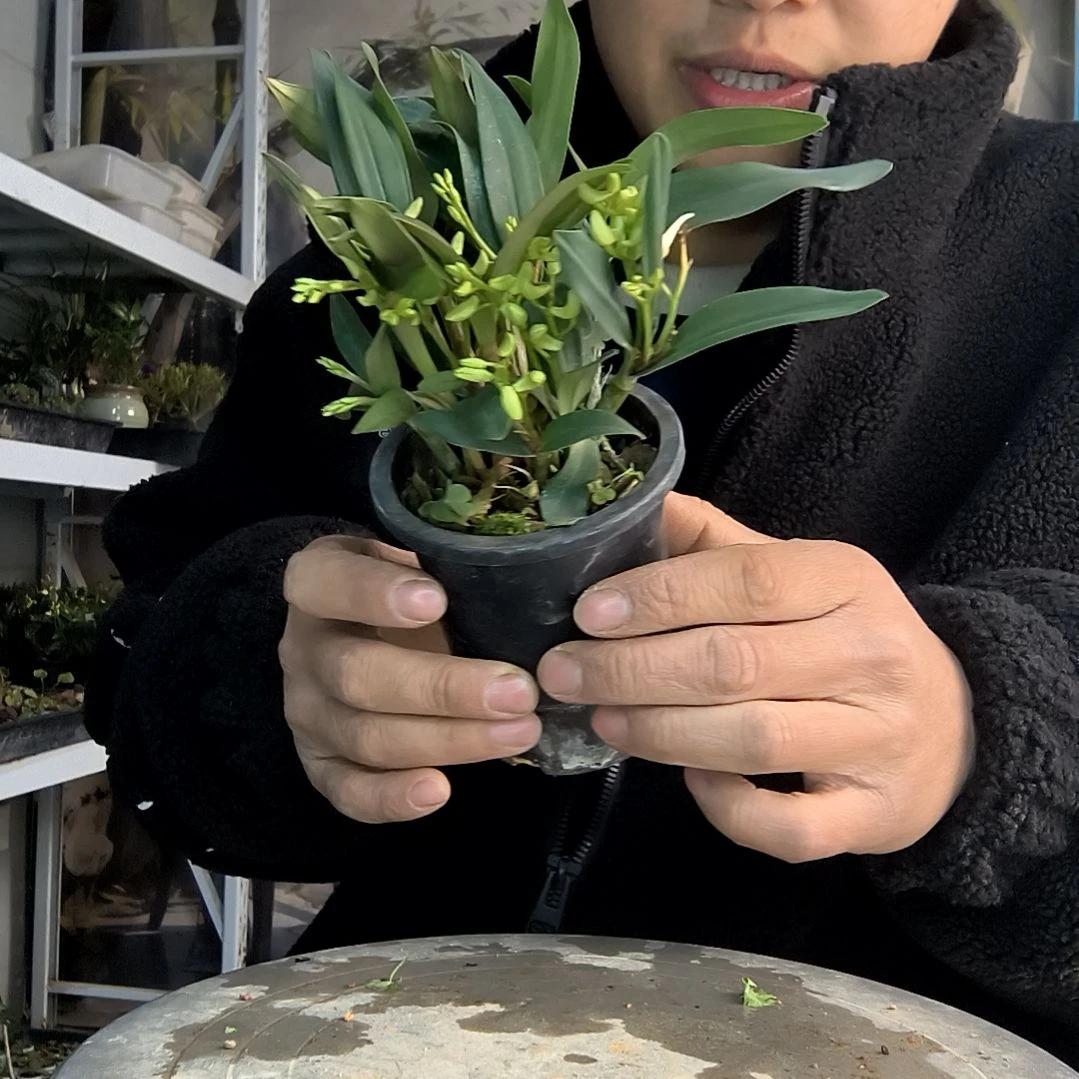 你****浪小盆景小植物一物一拍42