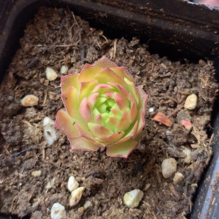 一物一拍星辰青黛538