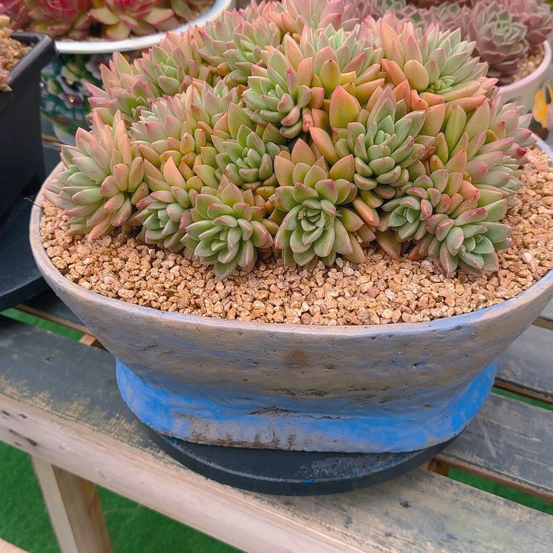 天*贵妃精品老桩多肉