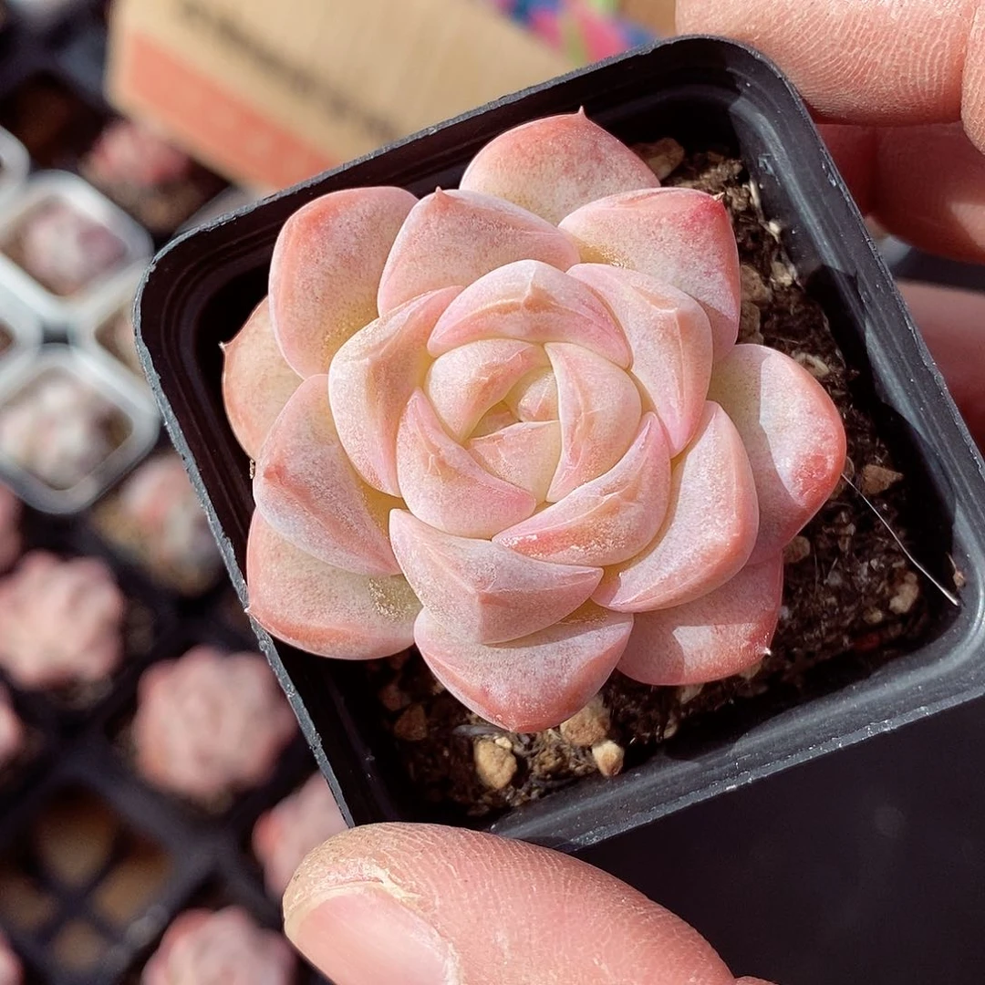 良辰4-5cm多肉植物