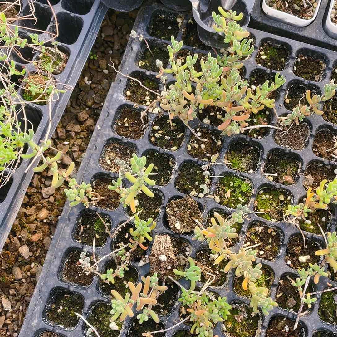 琉璃枝干4个满25包邮