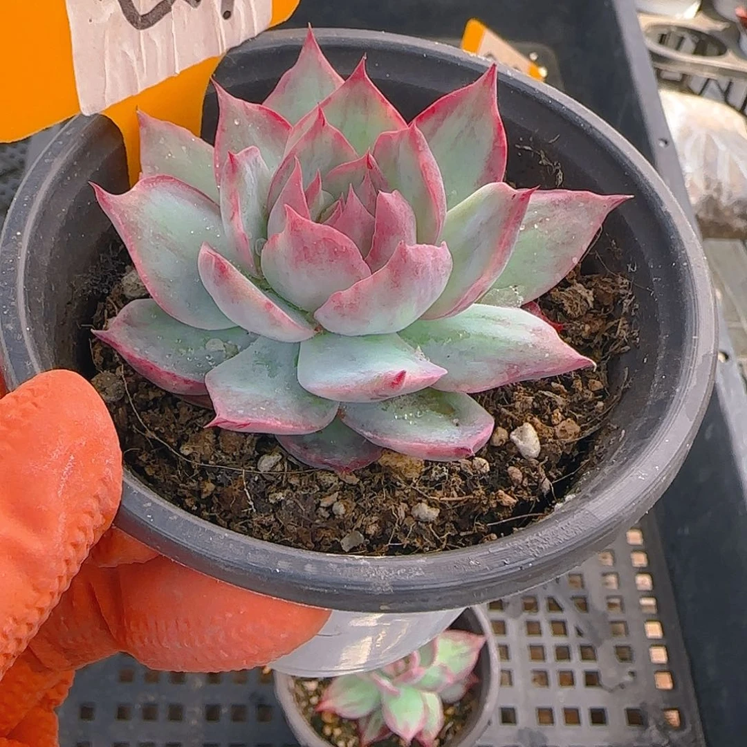 荷****?Q9 惊鸿仙子多肉