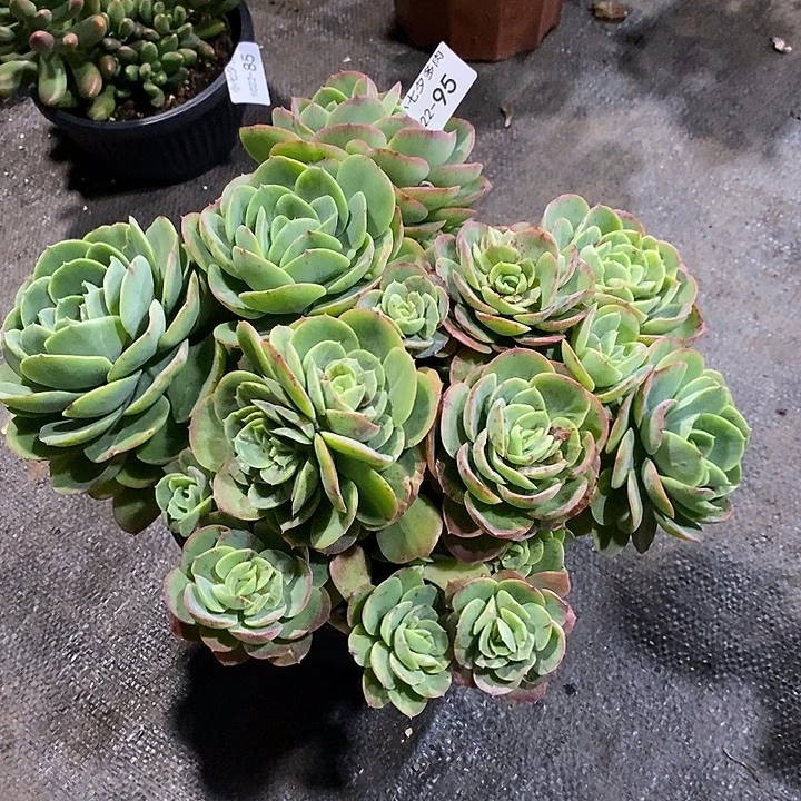 小七夕多肉桃花坞95