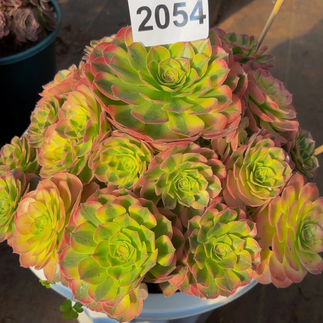 紫***02054多肉植物雨荷法师