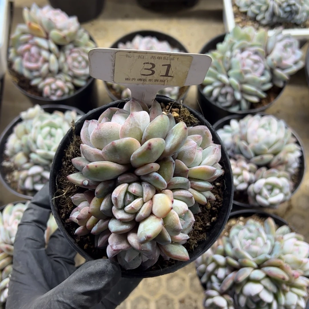 红陶张*31号多肉植物