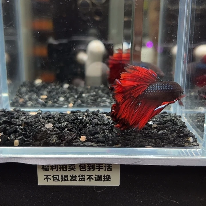 斗鱼竞拍跑单拉黑13日112