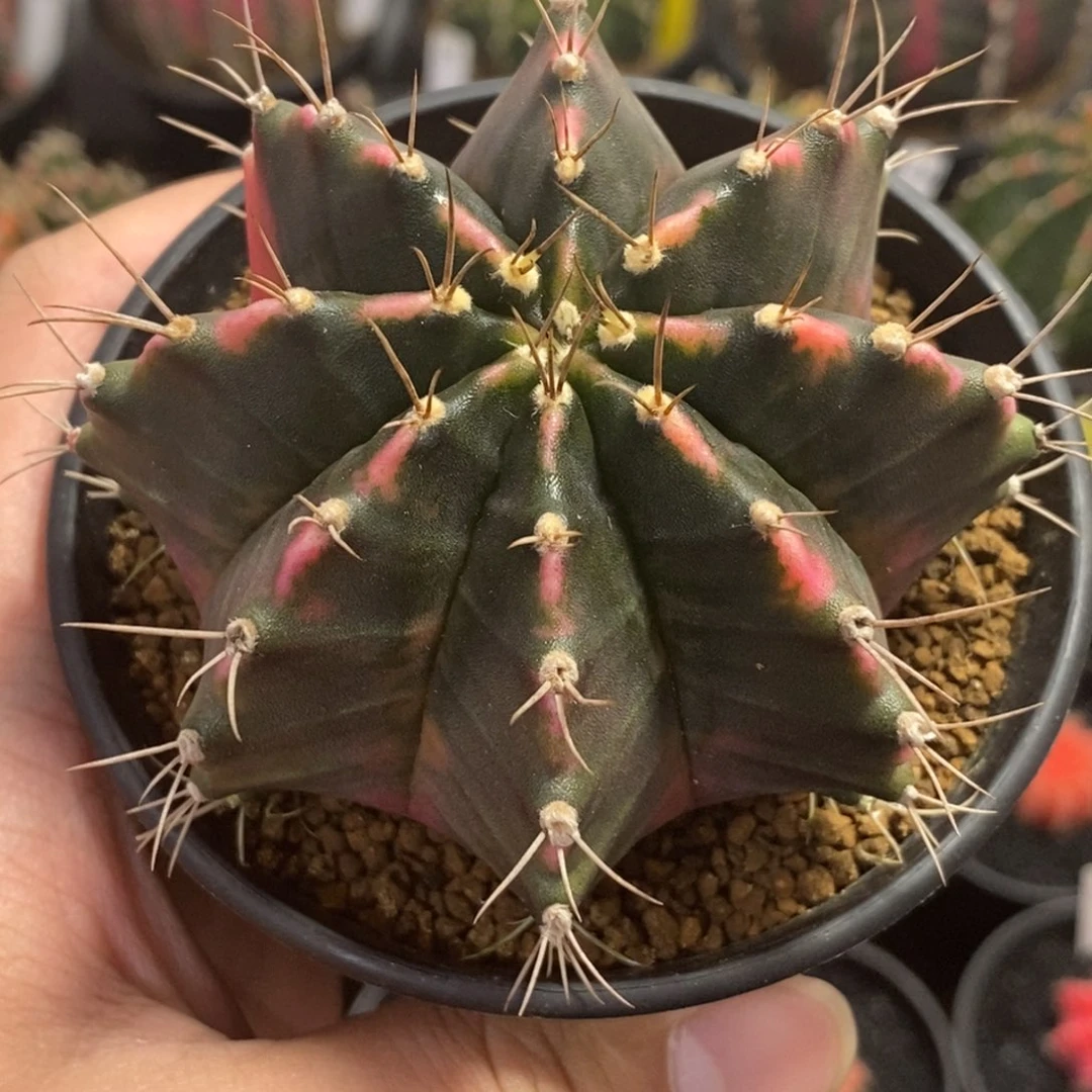 全品臀锦—带盆土发货18