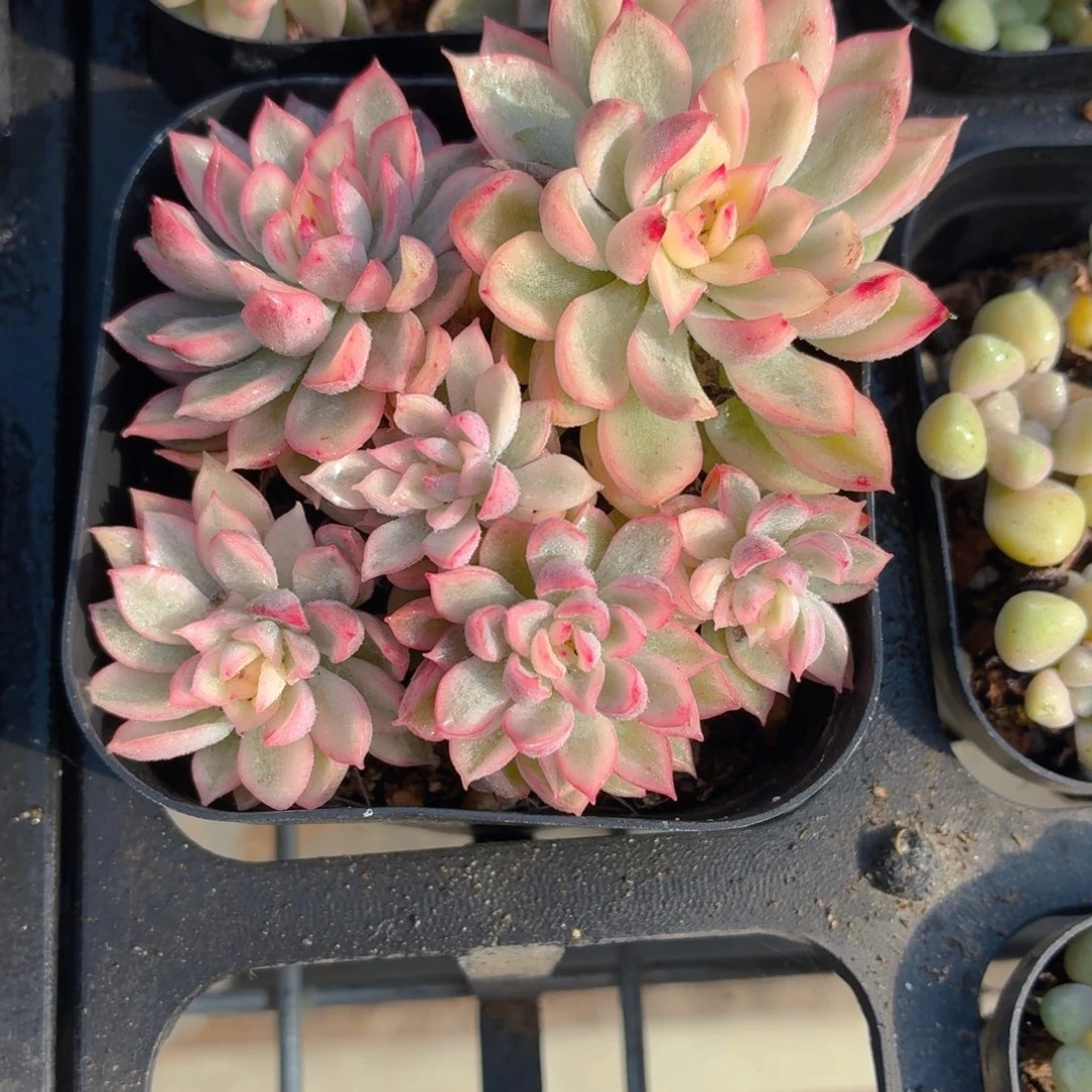 女雏锦多肉9.9包邮发货