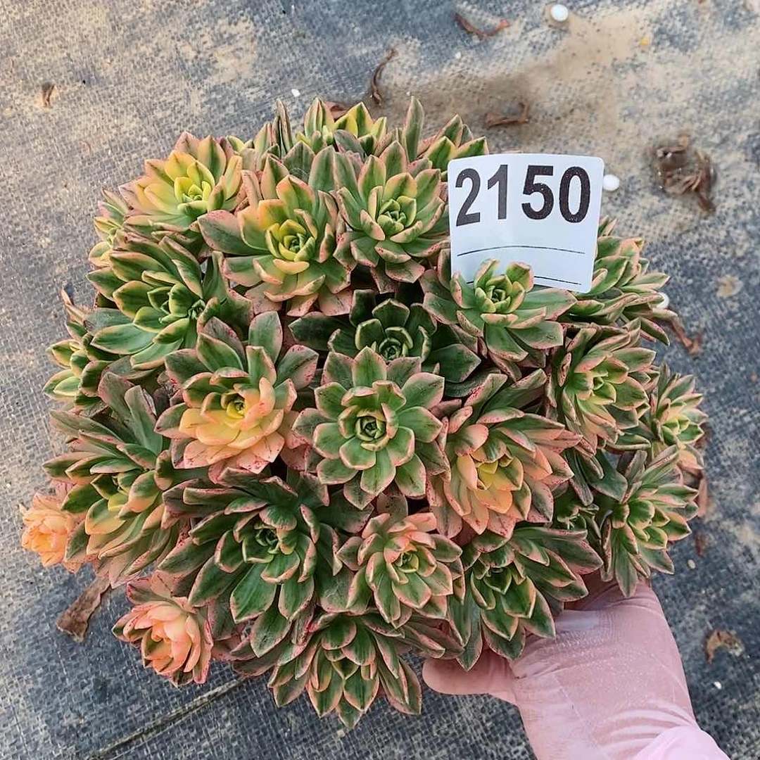 红陶2150甜茶3多肉