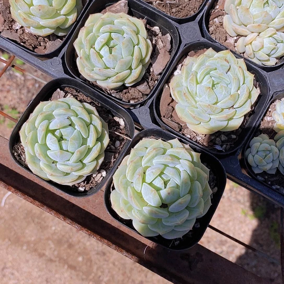 0622- 单头海盐薄荷福利一颗 量拍