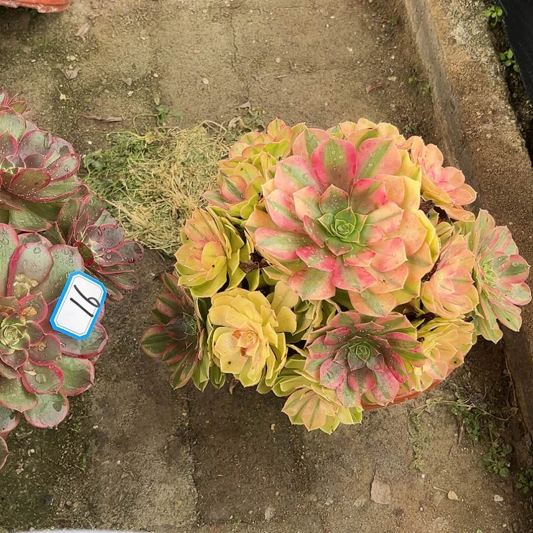 17雨荷法师多肉植物