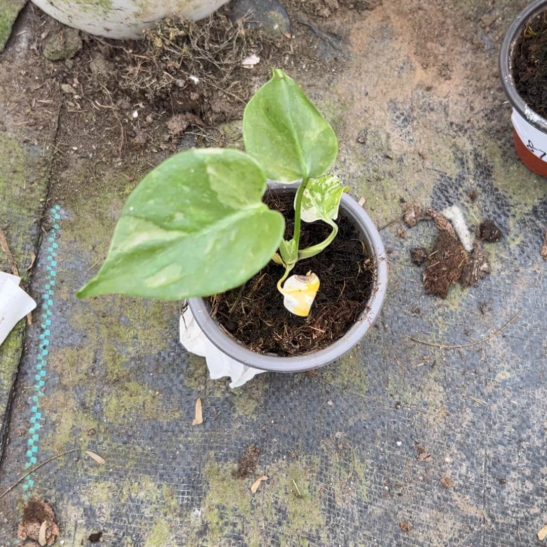 完全开放o***o洒金11111