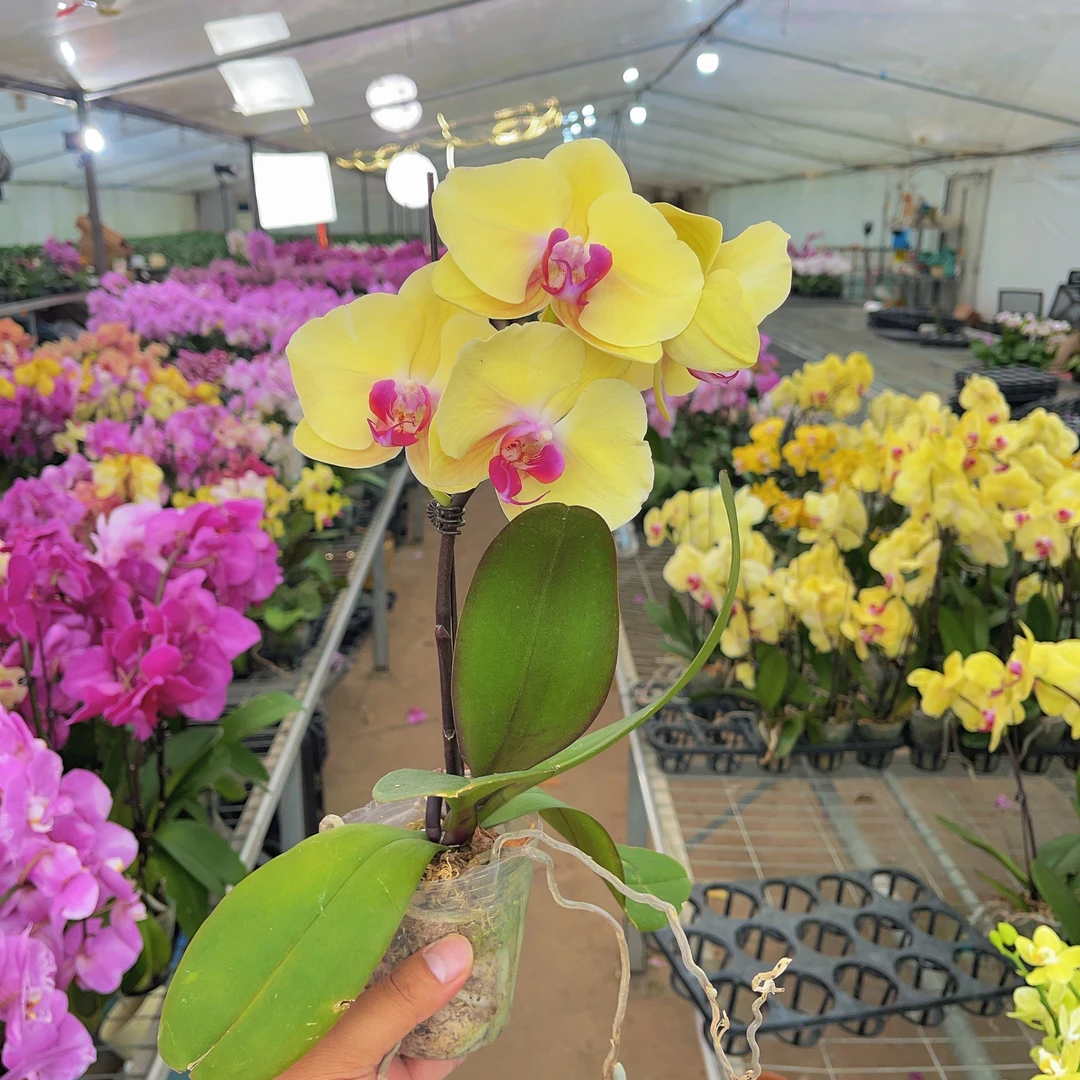 森境【黄金美人】蝴蝶兰