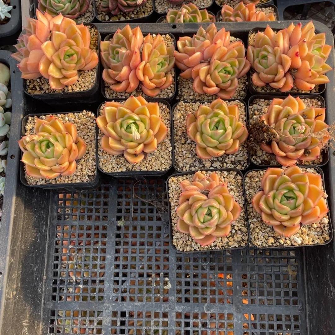 东云珍妮十个一组多肉